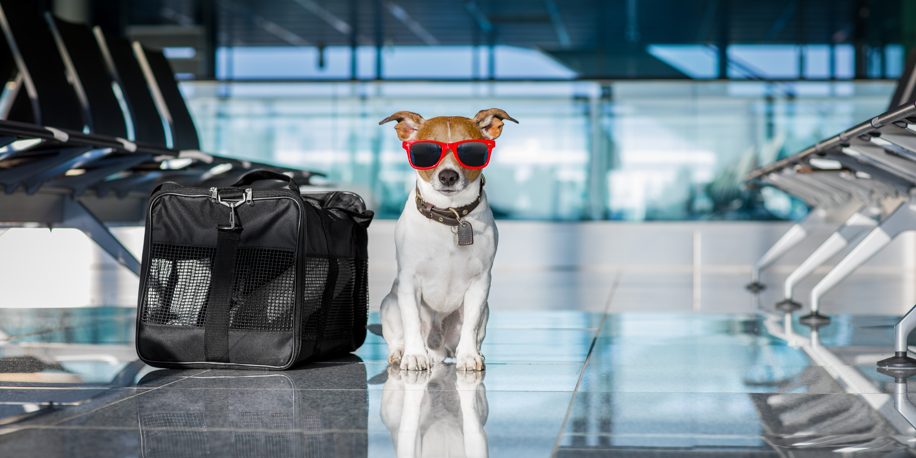 Veja tudo que precisa saber para viajar com os pets de avião